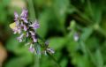 Betonica officinalis